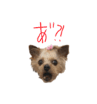 ヨーキーな仲間達part4(写真ver)（個別スタンプ：13）