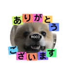ロコ ポメ（個別スタンプ：1）