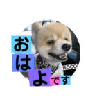 ロコ ポメ（個別スタンプ：2）