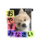 ロコ ポメ（個別スタンプ：3）