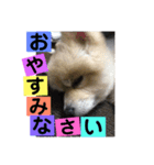 ロコ ポメ（個別スタンプ：4）