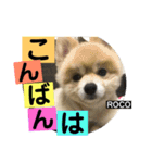 ロコ ポメ（個別スタンプ：6）