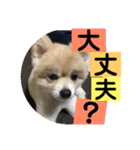 ロコ ポメ（個別スタンプ：7）