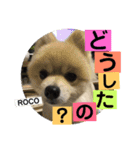 ロコ ポメ（個別スタンプ：8）