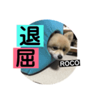 ロコ ポメ（個別スタンプ：9）