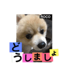 ロコ ポメ（個別スタンプ：10）