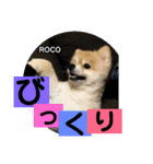 ロコ ポメ（個別スタンプ：11）