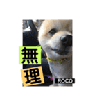 ロコ ポメ（個別スタンプ：12）