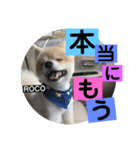ロコ ポメ（個別スタンプ：13）