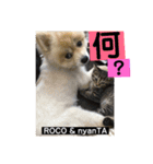 ロコ ポメ（個別スタンプ：14）