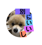 ロコ ポメ（個別スタンプ：15）