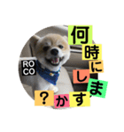 ロコ ポメ（個別スタンプ：16）