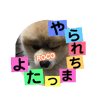 ロコ ポメ（個別スタンプ：17）