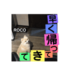 ロコ ポメ（個別スタンプ：19）