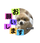 ロコ ポメ（個別スタンプ：20）