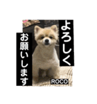 ロコ ポメ（個別スタンプ：21）