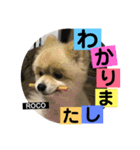 ロコ ポメ（個別スタンプ：22）