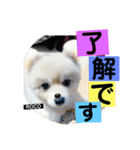 ロコ ポメ（個別スタンプ：24）