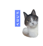 猫とお話し モフ3話（個別スタンプ：20）