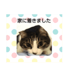 猫とお話し モフ3話（個別スタンプ：32）