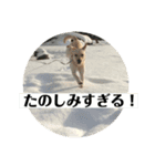 かまわない きなこスタンプ（個別スタンプ：3）