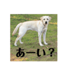 かまわない きなこスタンプ（個別スタンプ：7）