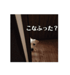 かまわない きなこスタンプ（個別スタンプ：13）