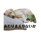 かまわない きなこスタンプ（個別スタンプ：14）