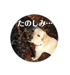 かまわない きなこスタンプ（個別スタンプ：15）