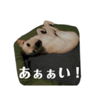 かまわない きなこスタンプ（個別スタンプ：21）