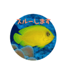 水中のいきものたち2（個別スタンプ：3）