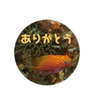 水中のいきものたち2（個別スタンプ：4）