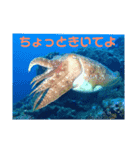 水中のいきものたち2（個別スタンプ：6）