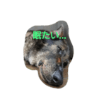 アニー＆てば（個別スタンプ：1）