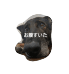 アニー＆てば（個別スタンプ：5）