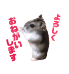 3ハム（個別スタンプ：3）