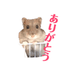 3ハム（個別スタンプ：6）