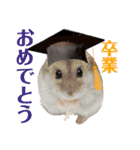 3ハム（個別スタンプ：30）