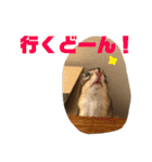 シマリス どんぐり2（個別スタンプ：1）