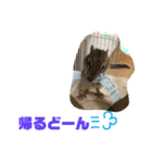 シマリス どんぐり2（個別スタンプ：2）