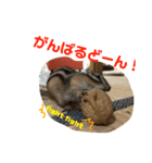 シマリス どんぐり2（個別スタンプ：3）