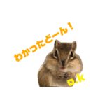 シマリス どんぐり2（個別スタンプ：4）
