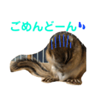 シマリス どんぐり2（個別スタンプ：5）