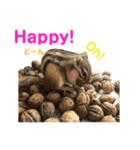 シマリス どんぐり2（個別スタンプ：6）