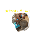 シマリス どんぐり2（個別スタンプ：7）