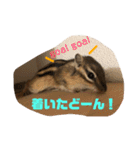 シマリス どんぐり2（個別スタンプ：8）