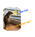 シマリス どんぐり2（個別スタンプ：9）