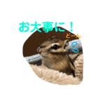 シマリス どんぐり2（個別スタンプ：10）