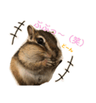 シマリス どんぐり2（個別スタンプ：12）