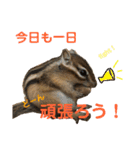 シマリス どんぐり2（個別スタンプ：13）